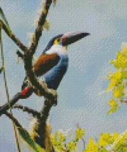 Black Billed Mountain Toucan Diamond Painting