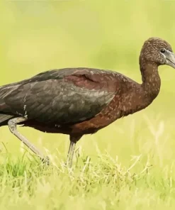 Black Ibis Bird Diamond Painting