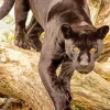 Black Jaguar Diamond Painting