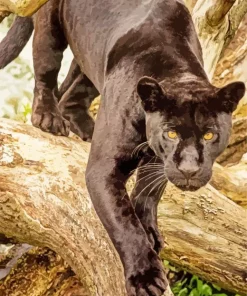 Black Jaguar Diamond Painting