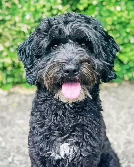 black mini labradoodle Diamond Paintings Black Mini Labradoodle Diamond Painting