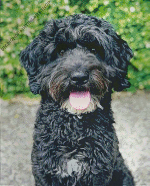 black mini labradoodle Diamond With Numbers