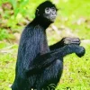 Black Monkey Animal Diamond Painting