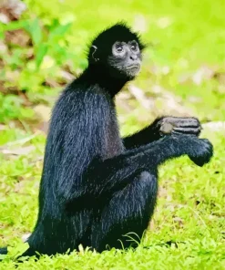 Black Monkey Animal Diamond Painting