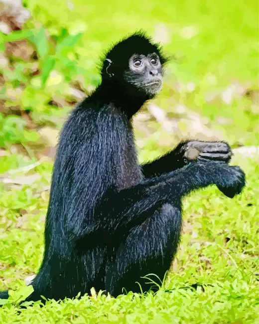black monkey Diamond Paintings Black Monkey Animal Diamond Painting