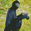 Black Monkey Animal Diamond Painting