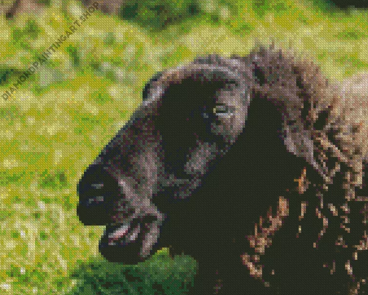 black sheep Diamond By Numbers