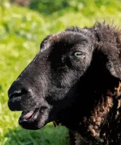 Black Sheep Diamond Painting