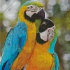 Blue And Gold Macaws Diamond Painting
