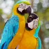 Blue And Gold Macaws Diamond Painting