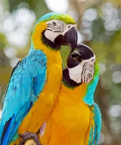 Blue And Gold Macaws Diamond Painting