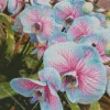 Blue And Pink Orchid Diamond Painting
