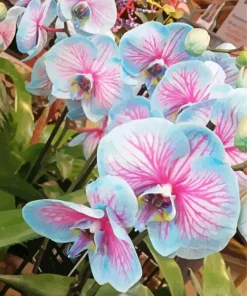 Blue And Pink Orchid Diamond Painting