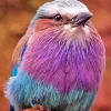Blue And Purple Bird Diamond Painting