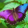Blue And Purple Butterfly Diamond Painting