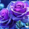 Blue And Purple Roses Diamond Painting