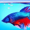 Blue Betta Fish Underwater Diamond Painting