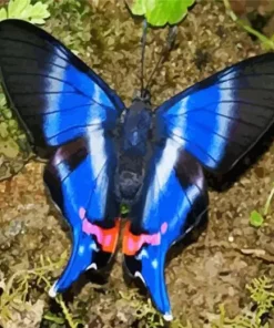 Blue Doctor Butterfly Diamond Painting