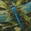 Blue Dragonfly Diamond Painting