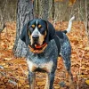 Blue English Coonhound Diamond Painting