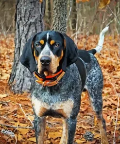 Blue English Coonhound Diamond Painting