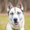 Blue Eye Husky Diamond Painting
