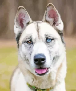 Blue Eye Husky Diamond Painting