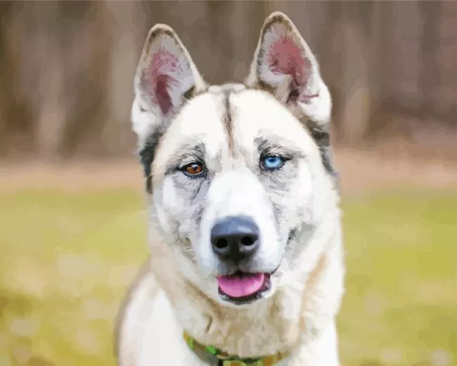 blue eye husky Diamond Paintings Blue Eye Husky Diamond Painting