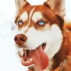 Blue Eyed Brown Husky Diamond Painting