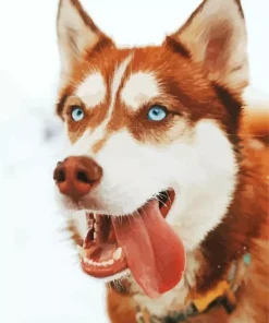 Blue Eyed Brown Husky Diamond Painting
