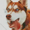 Blue Eyed Brown Husky Diamond Painting