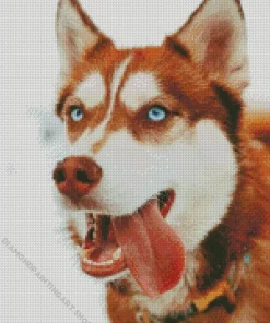 Blue Eyed Brown Husky Diamond Painting