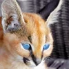 Blue Eyed Caracal Diamond Painting