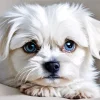 Blue Eyed Maltipoo Diamond Painting