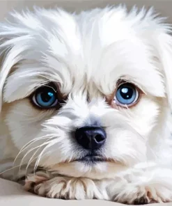 Blue Eyed Maltipoo Diamond Painting