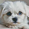 Blue Eyed Maltipoo Diamond Painting