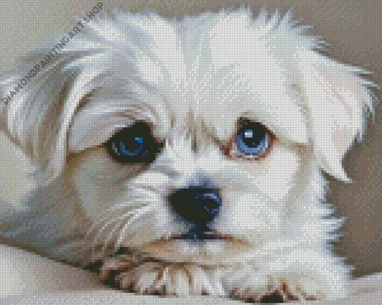 blue eyed maltipoo Diamond With Numbers Blue Eyed Maltipoo Diamond Painting