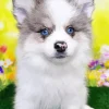 Blue Eyed Pomsky Diamond Painting