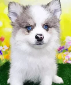 Blue Eyed Pomsky Diamond Painting