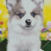 Blue Eyed Pomsky Diamond Painting