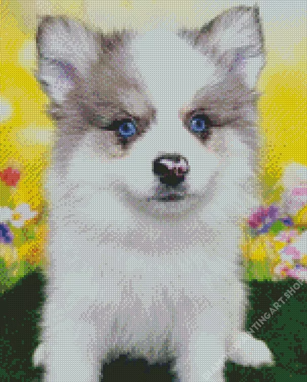 blue eyed pomsky Diamond With Numbers Blue Eyed Pomsky Diamond Painting