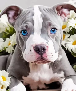 Blue Eyed Staffy Diamond Painting