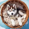 Blue Eyes Husky Puppy Diamond Painting