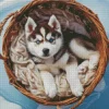 Blue Eyes Husky Puppy Diamond Painting