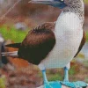 Blue Footed Booby Diamond Painting
