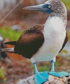 Blue Footed Booby Diamond Painting