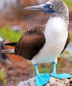 Blue Footed Booby Diamond Painting