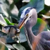 Blue Heron Eating Fish Diamond Painting