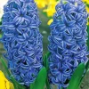 Blue Hyacinth Flowers Diamond Painting