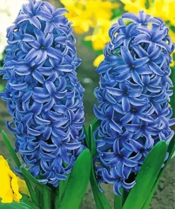 Blue Hyacinth Flowers Diamond Painting